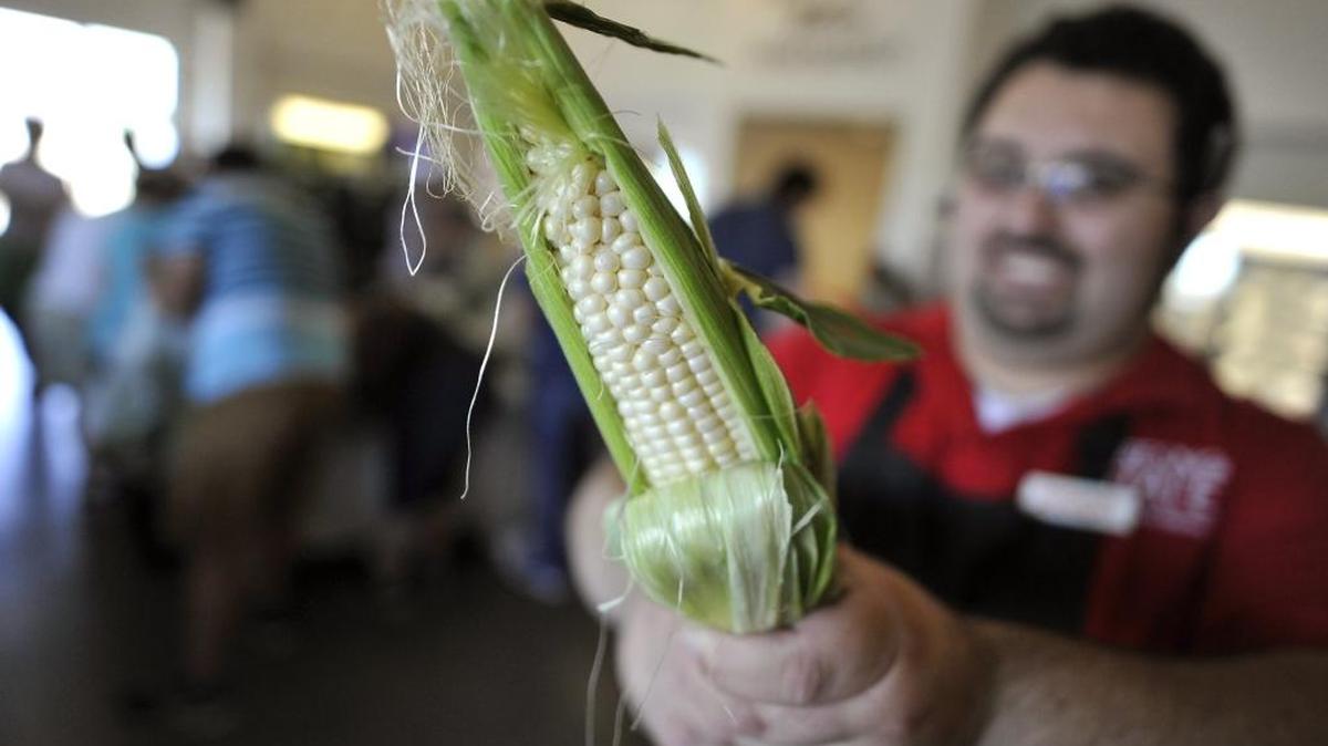 Joseph Rodrigues, assistant manager of Fresno State's Rue and Gwen Gibson Farm Market, holds the object of desire of hundreds of shoppers, a freshly picked ear of sweet, white corn, in May 2015.