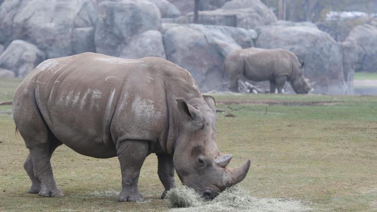 Kayla, a female Southern white rhinoceros (foreground), is pregnant and expected to deliver the first rhino calf in the Fresno Chaffee Zoo's history, officials announced Tuesday. The rhino calf is from Kayla and Tim (background), the zoo’s breeding pair. The calf is expected to arrive in about a month, the zoo said.