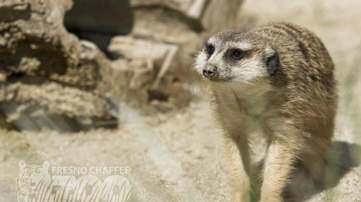 A slender-tailed meerkat