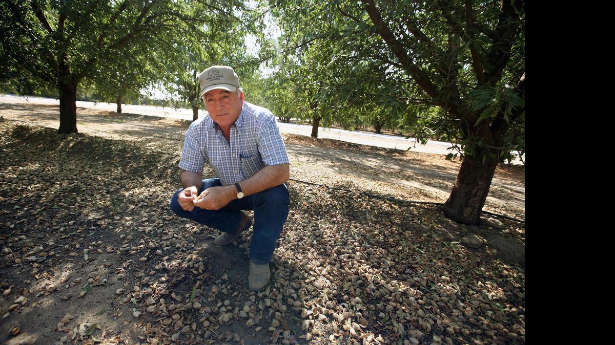 
Madera farmer Denis Prosperi examines the almond crop at his ranch. Prosperi says it doesn’t tell the whole story to say it takes 1.1 gallons of water to grow a single almond. He says the unused parts of the almond are used as cow feed. Without that, an additional 2 million tons of alfalfa — another big water user — would have to be grown to make up for the lost almond hulls and shells.
