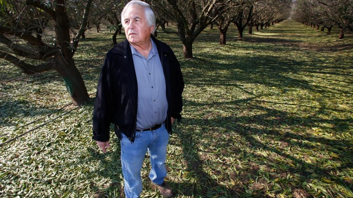 George Goshgarian farms an almond orchard in Fresno where he’s actively applying water to the trees to help recharge the aquifer.