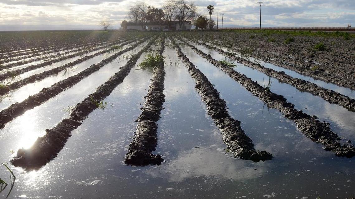 A field flooded by rainwater last month in Tranquillity stands as a symbol of west-side farmers’ frustration when they were told they were getting 65 percent allocation from the Central Valley Project. On Tuesday, April 11, 2017, managers of the federal water-control project announced that the allocation was boosted to 100 percent.