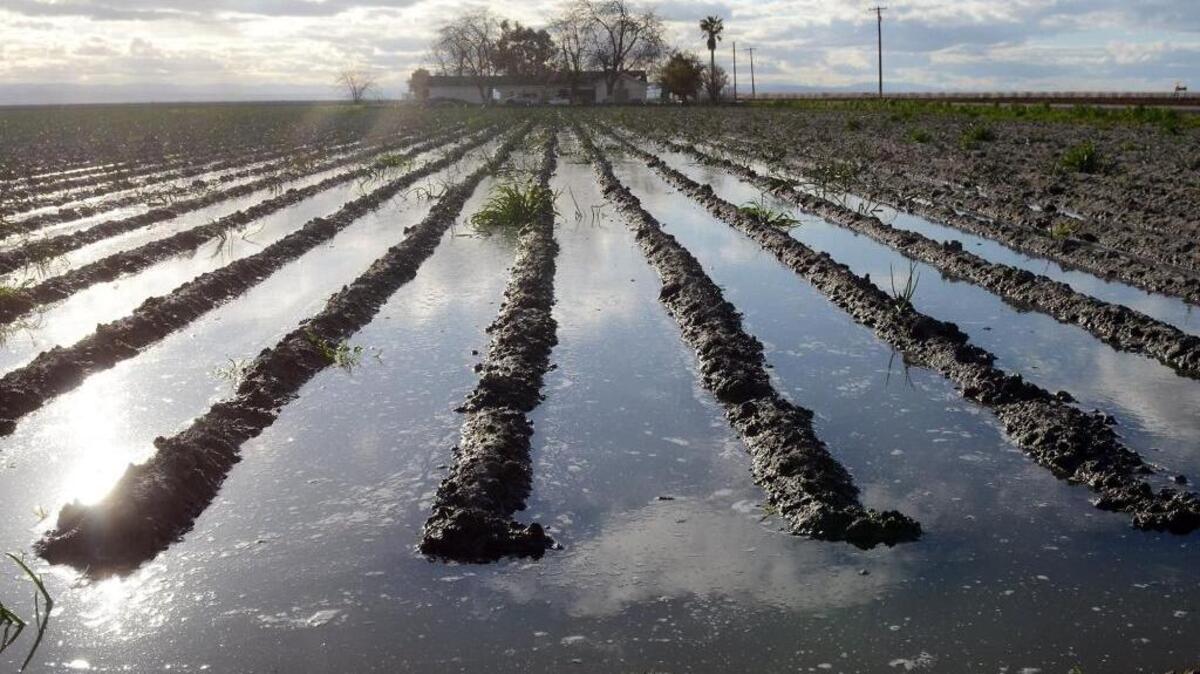 A field flooded by rainwater last month in Tranquillity stands as a symbol of west-side farmers’ frustration when they were told they were getting 65 percent allocation from the Central Valley Project. On Tuesday, April 11, 2017, managers of the federal water-control project announced that the allocation was boosted to 100 percent.