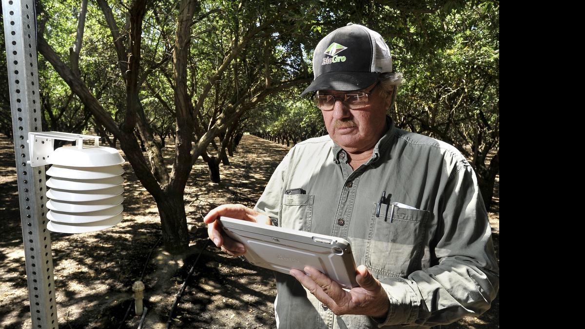 
Deep in his almond grove, Madera County almond farmer Tom Rogers reviews his irrigation data on his tablet, next to a device measuring temperature and humidity. A soil moisture sensor, seen near bottom of photo, left, transmits data as well. Drip irrigation is controlled remotely.
