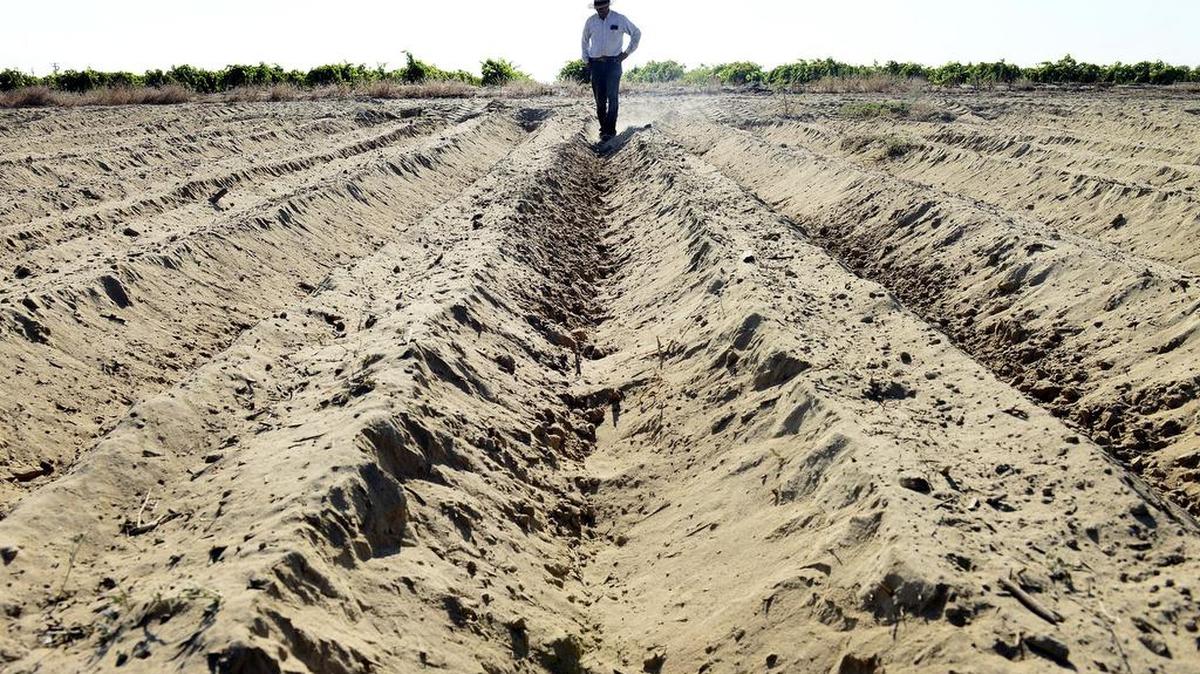 
Will Scott Jr. farms about 40 acres of vegetables near Raisin City on a farm he bought after retiring from the phone company 10 years ago. The well on a rental property he has there is going dry so he is unable to rent it. Of the 40 acres he is only planting 15 at a time due to lack of water. Because of the high cost to drill a deeper well he is unable to keep up with the larger farms that surround him. “We’re on the verge of losing a lot,” he says. As for how long he can keep the farm going: “I’m crossing my fingers and saying a few prayers.” Read more personal stories in The Bee’s special photo gallery, “Faces of the drought,” at www.fresnobee.com/water

