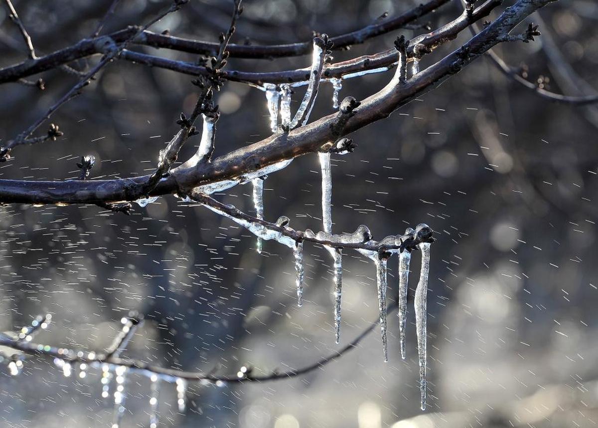 Icicles caused by irrigation by nearby sprinkler to protect against frost, cling to branches of a fruit tree loaded with oranges east of Fresno.