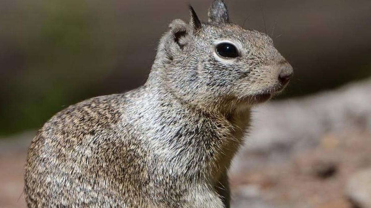 
The 304 sites at Tuolumne Meadows Campground in Yosemite National Park will be closed next week Monday through Friday after authorities confirmed they found the bodies of two plague-infected squirrels.

