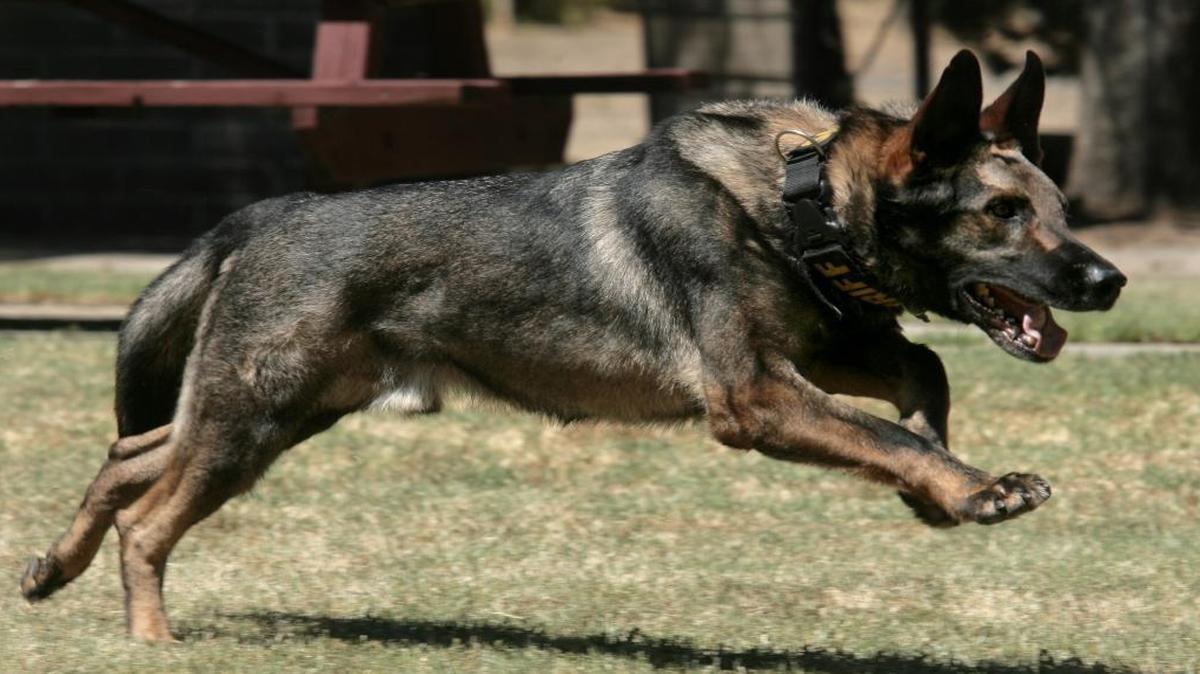 In a July 2009 file photo, Reno, the Fresno County sheriff's K-9 officer, runs after a toy thrown by deputy Robert Marean, during a visit to the Sheriff's Office training facility. He was shot and injured, losing an eye, by a suspect in shootout with deputies.