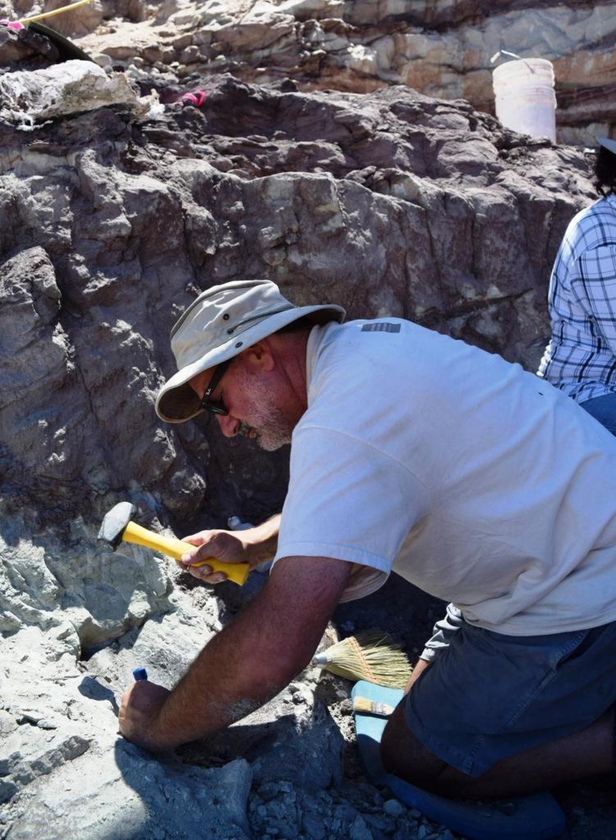 Paleontologist Luis Chiappe is the director of the Dinosaur Institute at the Natural History Museum of Los Angeles County, where the only two known specimens of the dinosaur Augustynolophus – discovered in Fresno County in 1939 and 1940 – are preserved.