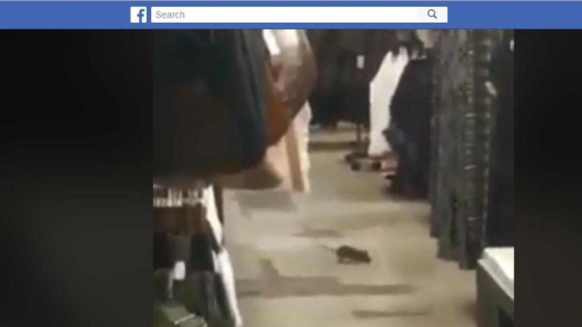 A video posted on Facebook shows a rat wandering through a downtown Fresno discount store.