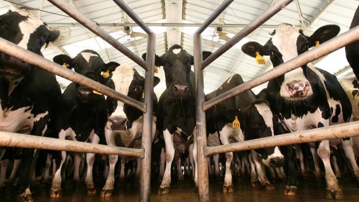 As the nation’s leading milk producer, Tulare County has led the state in overall crop values for the last several years, stripping that title from Fresno County, the one-time ag champ.