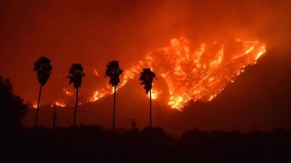 Palm trees stand before a massive wall of flames as the Thomas Fire burns out of control in Ventura County.