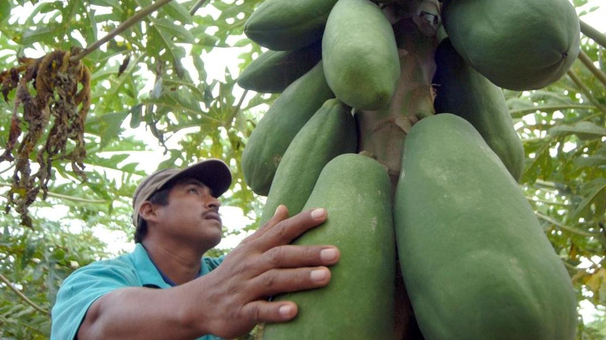 Maradol papayas being harvested in Mexico.