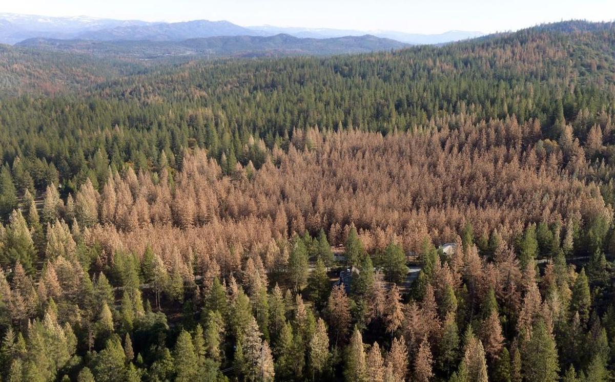 A large patch of dead trees are seen in a valley in the Sierra Nevada mountains from a helicopter tour Tuesday, Dec. 1, 2015. Mostly ponderosa and sugar pine trees are dying off in large numbers around Bass Lake and throughout the Sierra Nevada due to a bark beetle infestation brought about by years of extreme drought in California.