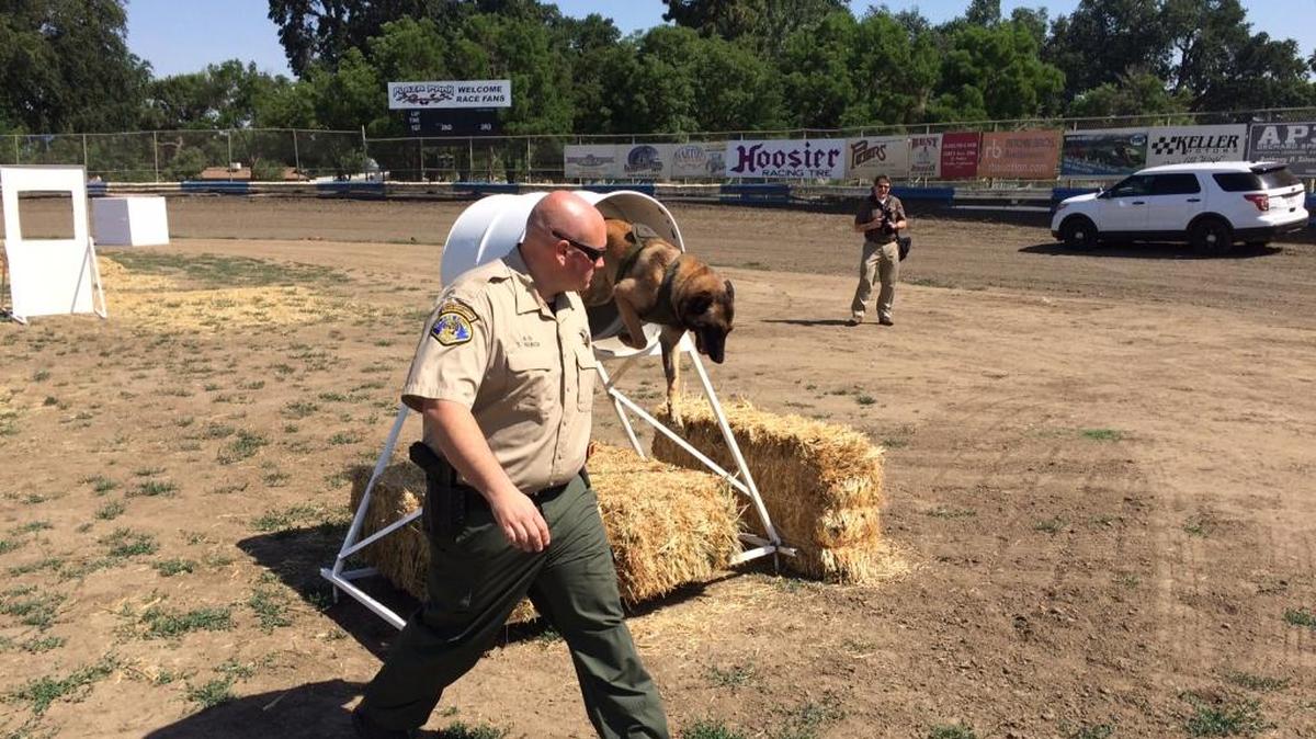 Tulare County senior sheriff’s deputy Doug Burch guides Daisy, a Belgian Malinois, through an agility course in preparation for the Sierra K-9 Trials.