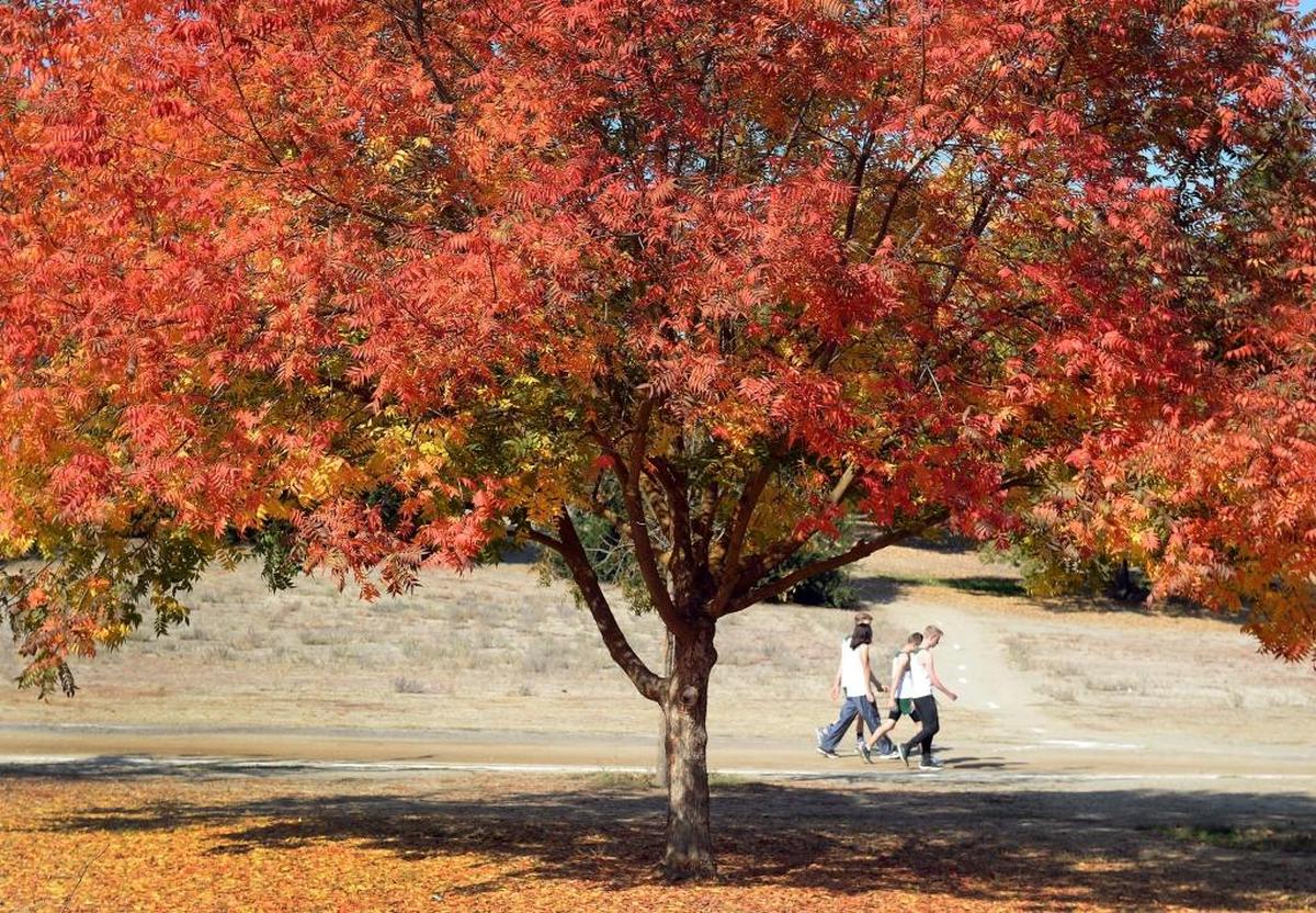 A Chinese pistache tree glows red, orange and yellow in the autumn sunshine at Woodward Park in Fresno on Wednesday, Nov. 1, 2017.