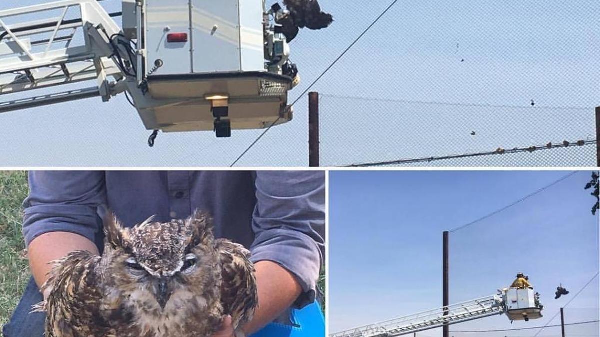 Firefighters are seen rescuing an owl that was trapped in netting at the driving range at River Park Golf Center on Avenue 9, south of Valley Children’s Hospital on Wednesday, Aug. 16, 2017. Despite freeing the bird, it was severely dehydrated after being stuck for 24 hours and eventually died at a veterinarian’s office.