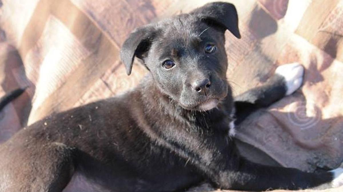 Inky, one of the puppies that will be at the Eastern Madera County SPCA’s shelter groundbreaking ceremony on Saturday.