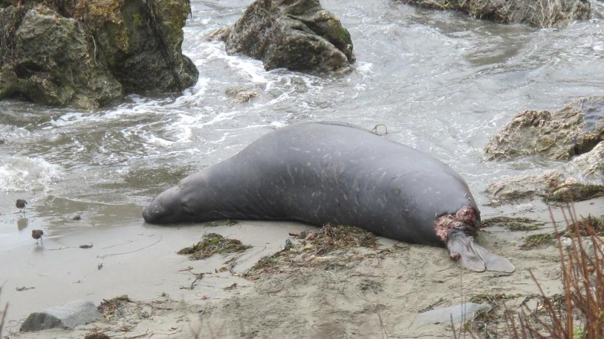 An elephant seal carcass is seen Monday at Piedras Blancas. The animal died of an apparent shark attack.