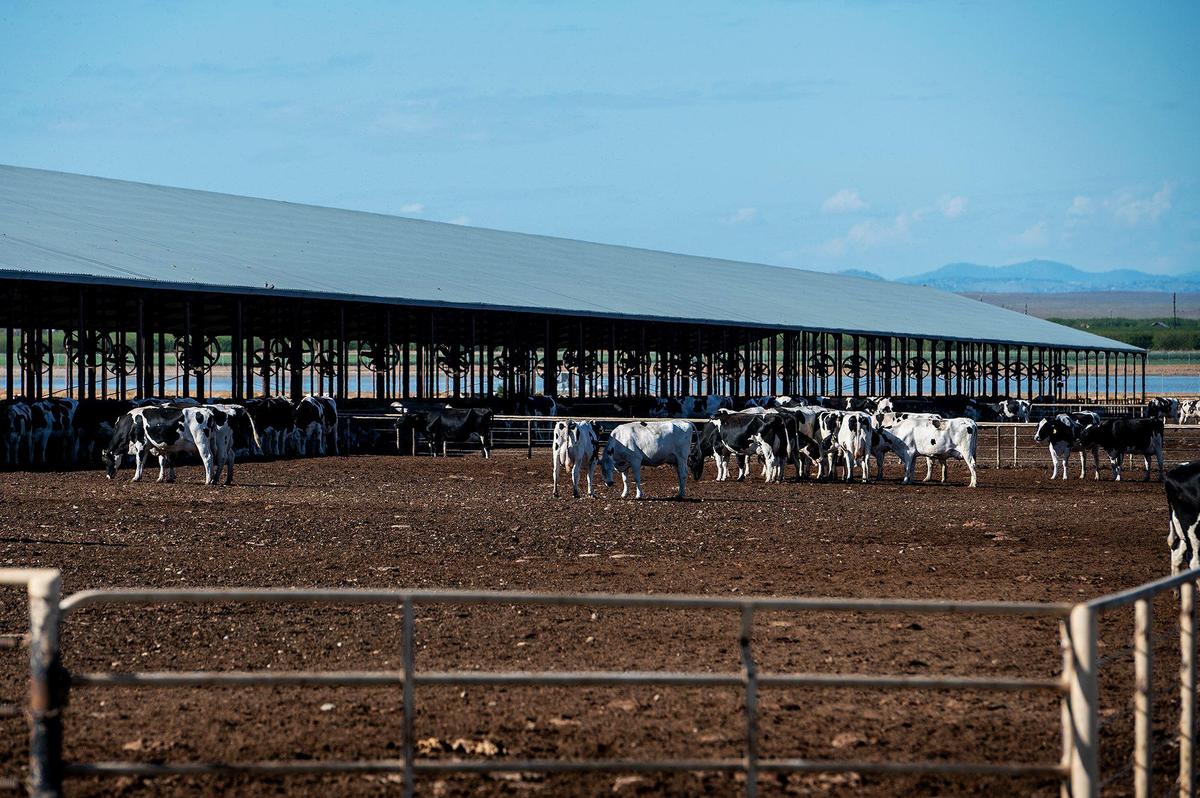 Dairy cows at Hillcrest Dairy in Merced County, Calif., on Thursday, March 17, 2022.