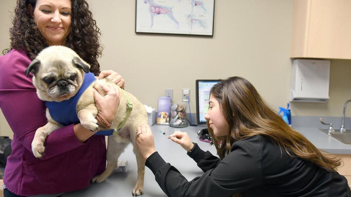 Veterinarian Tiffany Cardoza, left, holds Mel as Cristina Bernal, a certified vet assistant, prepares to give the dog a flu vaccination on Wednesday, Jan. 17, 2018 at Sylvan Veterinary Hospital in Modesto, Calif.