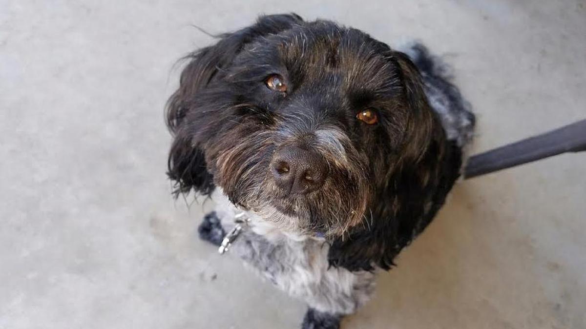 This small dog and its owner were attacked by a stray pit bull in east-central Fresno on Wednesday, May 10, 2017. Luckily, a sheriff’s deputy was nearby and was able to rescue the women and dog before the attack escalated.