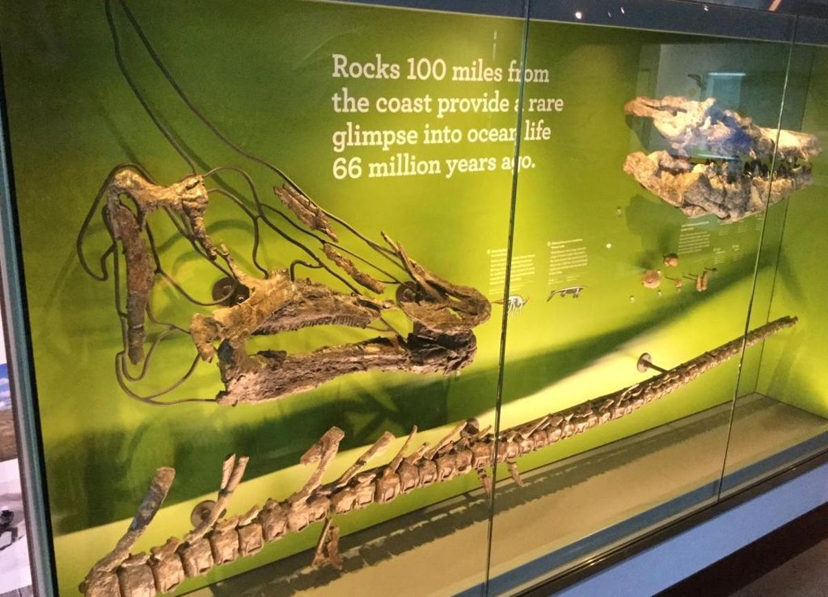 A partially reconstructed skull and tail of Augustynolophus, discovered in the Panoche Hills of western Fresno County in 1939, are on display in the Dinosaur Hall at the Natural History Museum of Los Angeles County. The skull is about 3 feet long, and scientists believe the dinosaur measured about 30 feet from nose to tail. Also in the case is the skull of a marine reptile called a mososaur, also found in the western Fresno County hills.