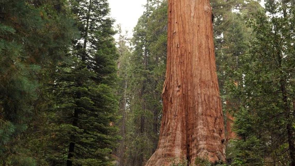 The General Grant giant sequoia stands as media pass during a tour of the Grant Grove area damaged by the Rough fire Monday, Sept. 14, 2015.