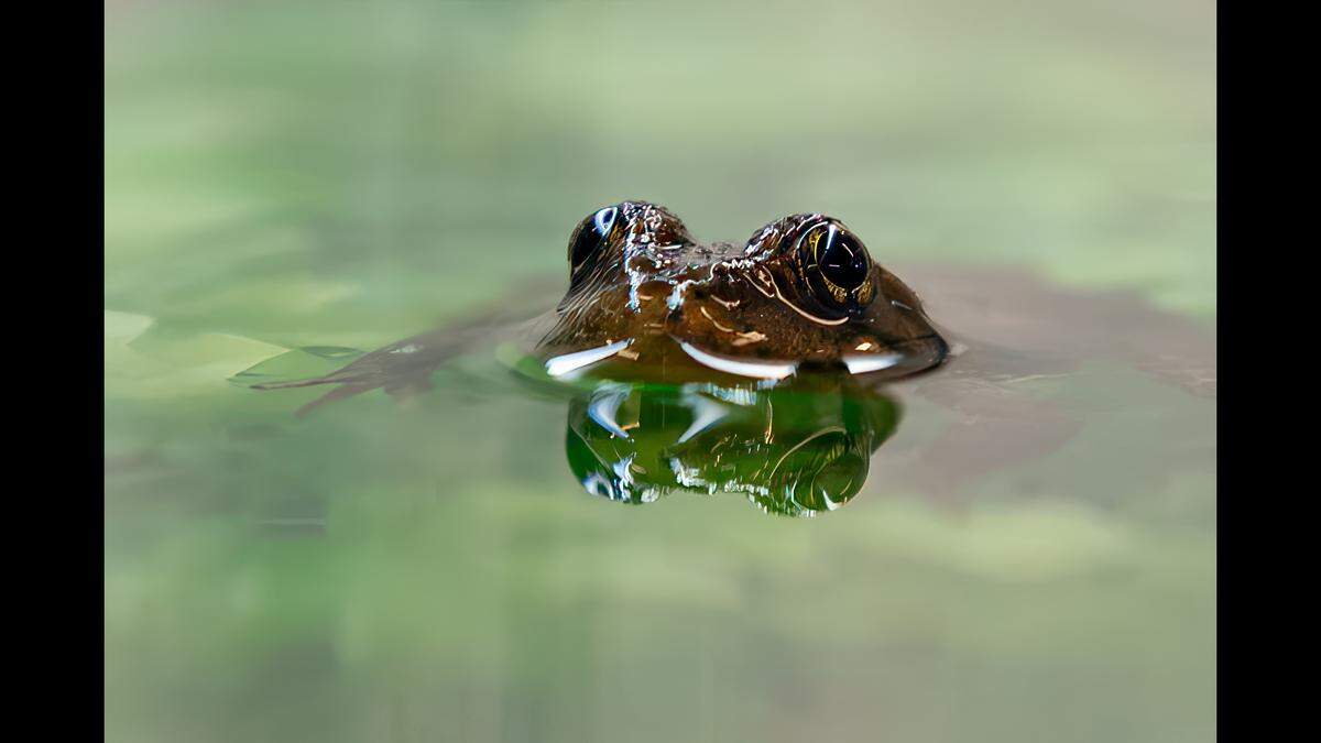 A mountain yellow-legged frog at Oakland Zoo’s Biodiversity Center.