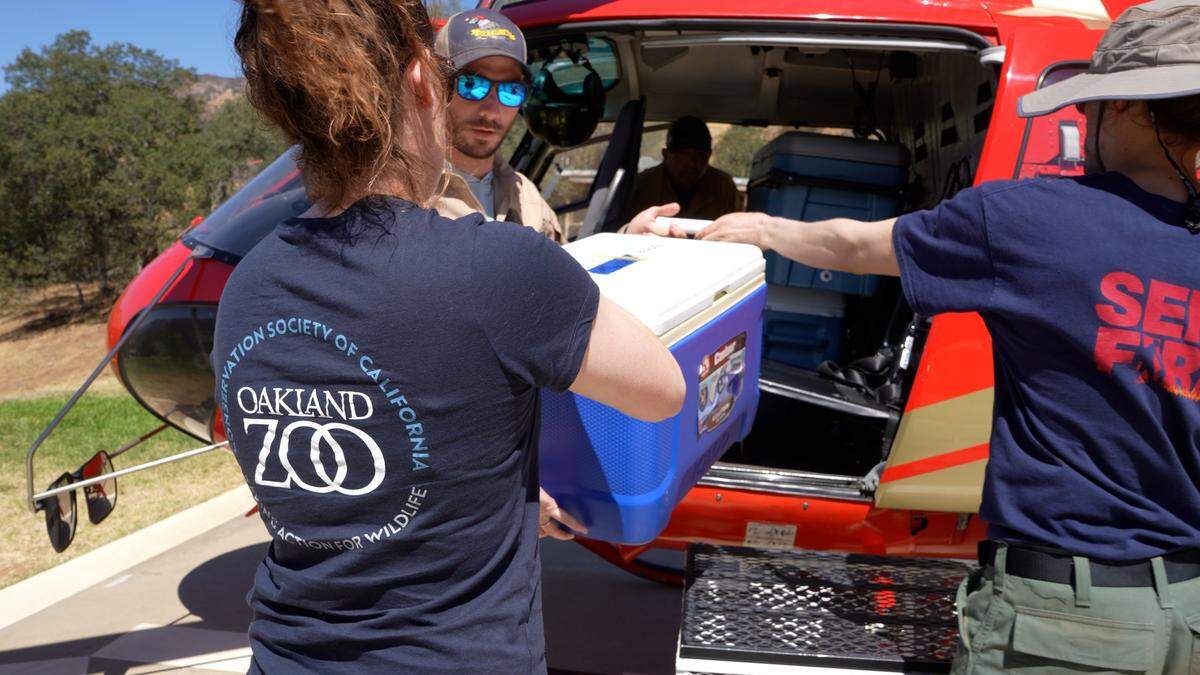 Samantha Sammons of Oakland Zoo with a cooler of frogs, ready for release at Laurel Lake in Sequoia and Kings Canyon National Park.