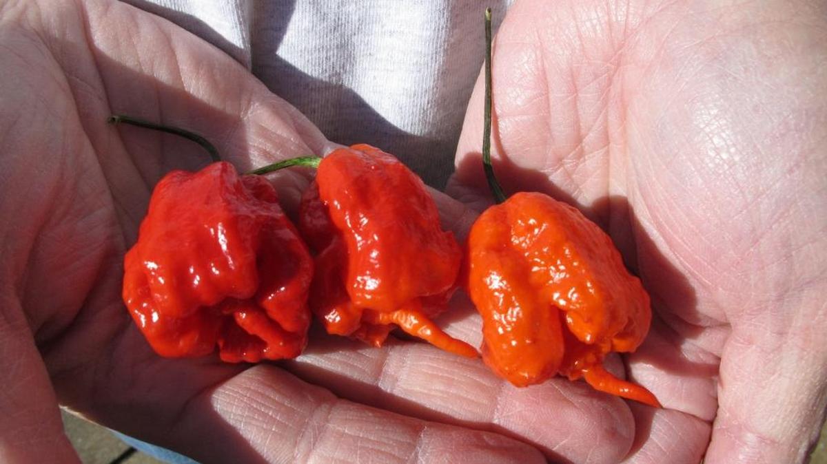 Three Carolina Reaper peppers grown in Fort Mill, S.C. (AP Photo/Jeffrey Collins)