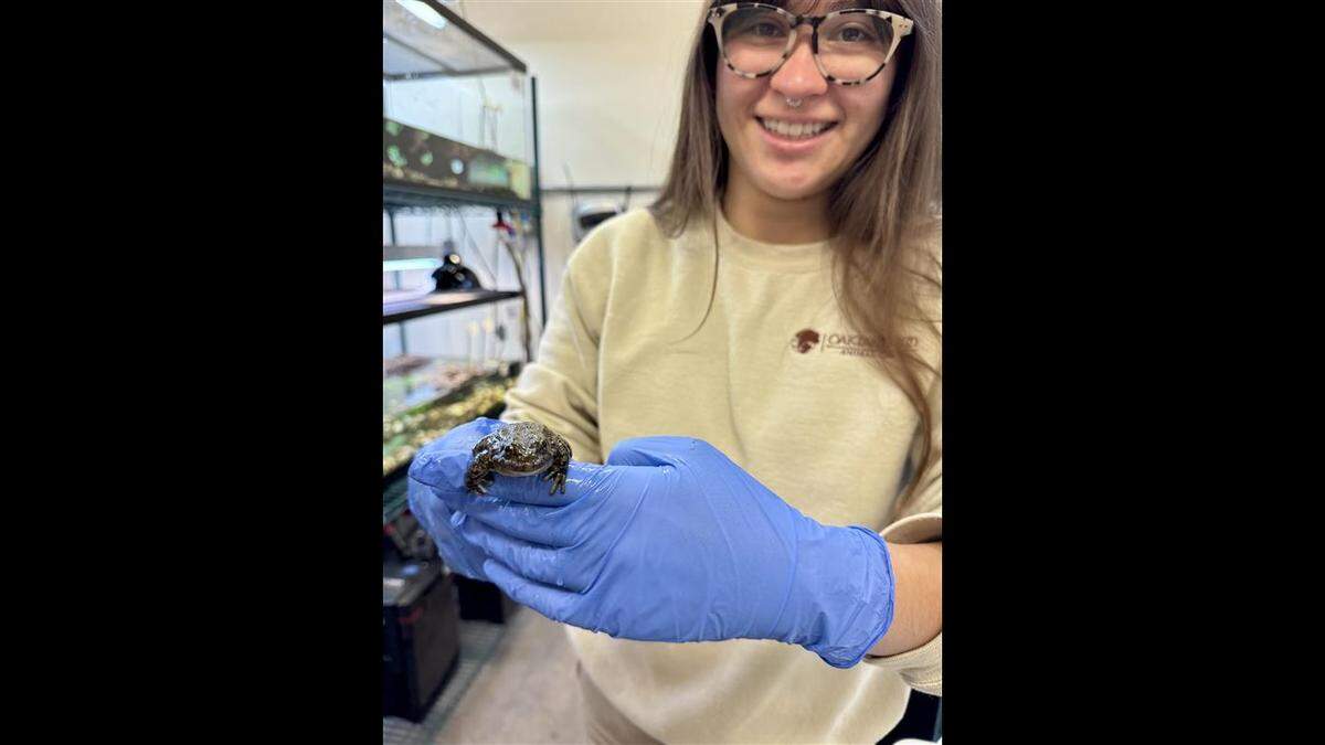 The 1,000th frog getting packed up for release at Sequoia and Kings Canyon National Park.