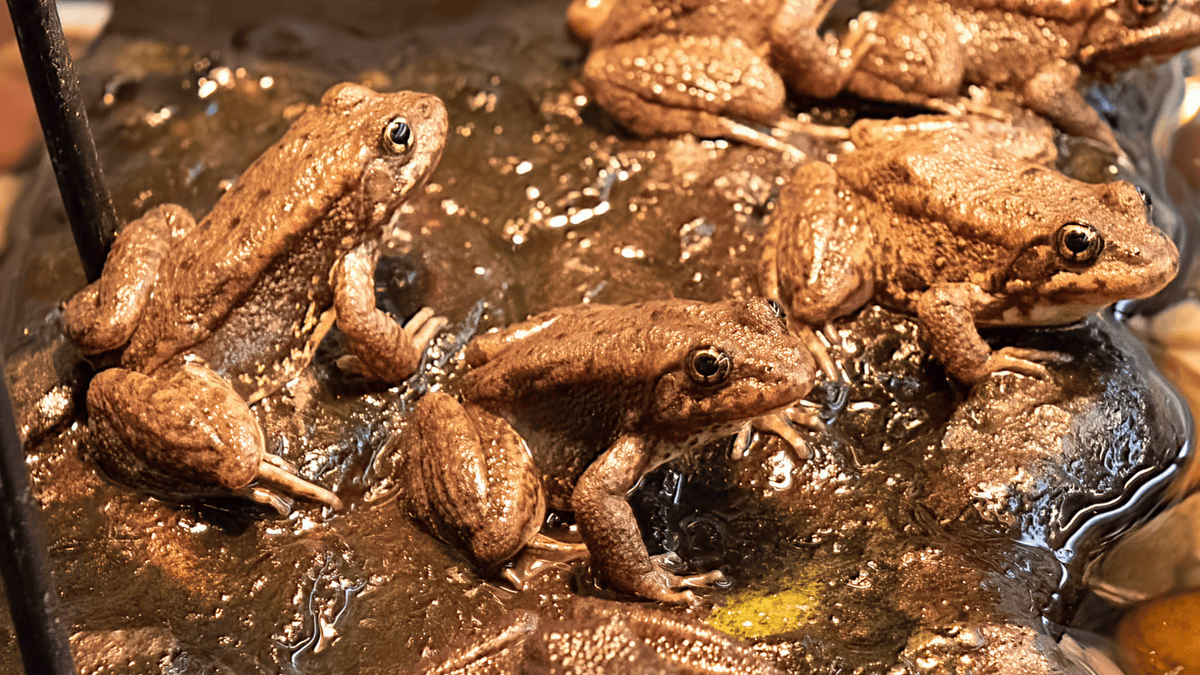 The frogs’ release marked a “major milestone,” the zoo said.