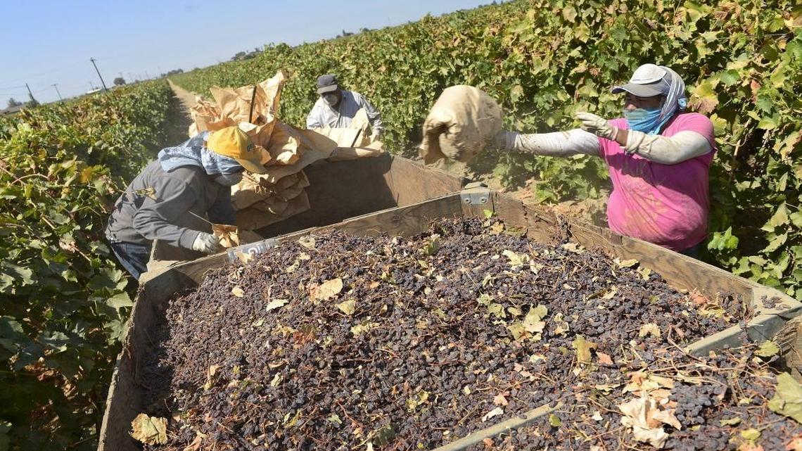 Workers dump raisins into bins on a farm south of Easton in this 2014 photo. Anti-immigrant sentiment by Republican presidential frontrunners Donald Trump and Ted Cruz worries agricultural leaders in the central San Joaquin Valley who say their industry needs immigrants in their workforce.