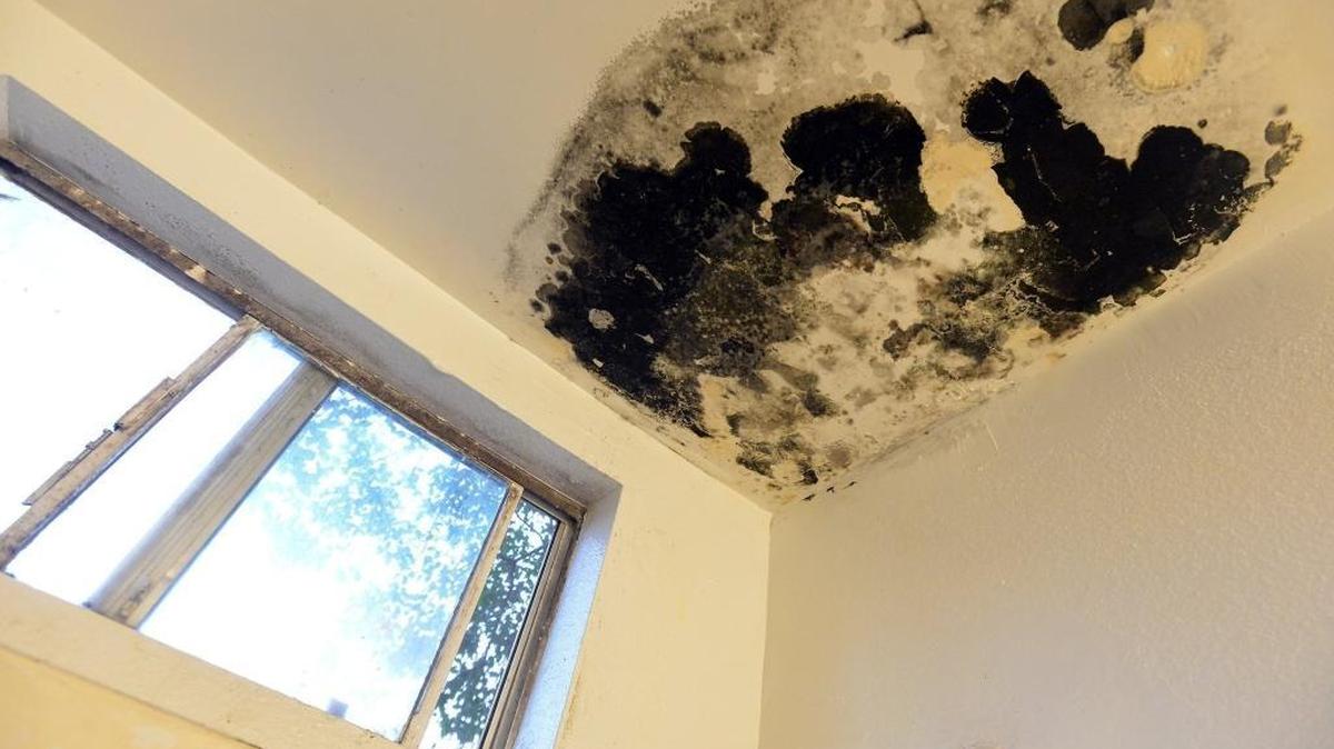Black mold grows on the ceiling above the shower at an apartment at 2061 S. Hayston Avenue on Sunday, February 7, 2016 in southeast Fresno.