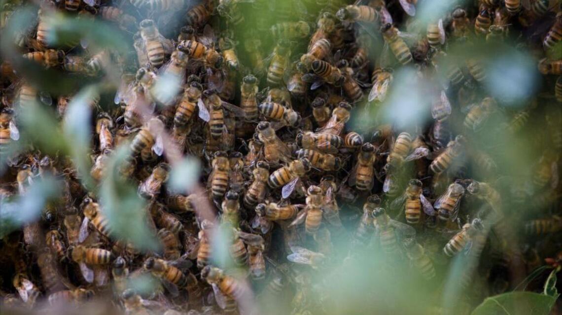 Another bee die-off – this time after someone allegedly sprayed gas on them
