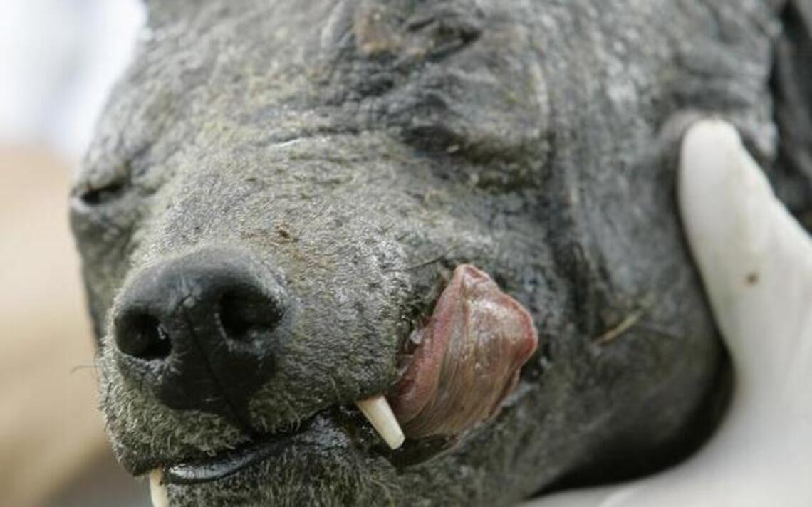 Chupacabra sighting claimed by Southern California couple. But was it real?