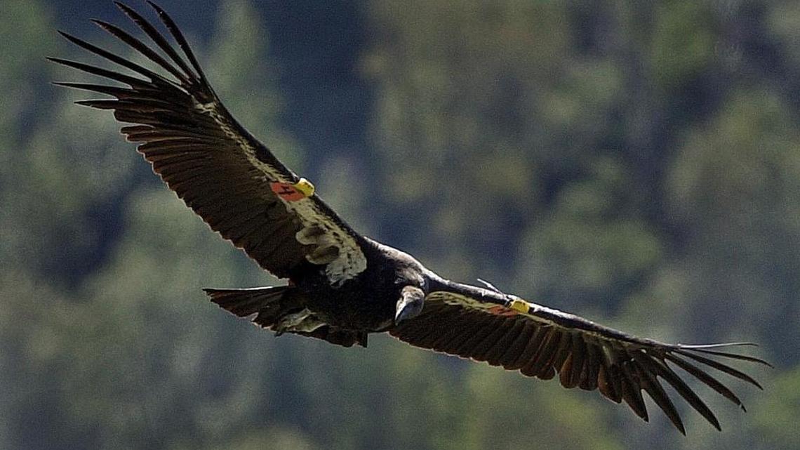 In their attempt to save the Delta smelt, federal water managers have diverted water that would otherwise help the California condor, writes Tony Francois of the Pacific Legal Foundation.