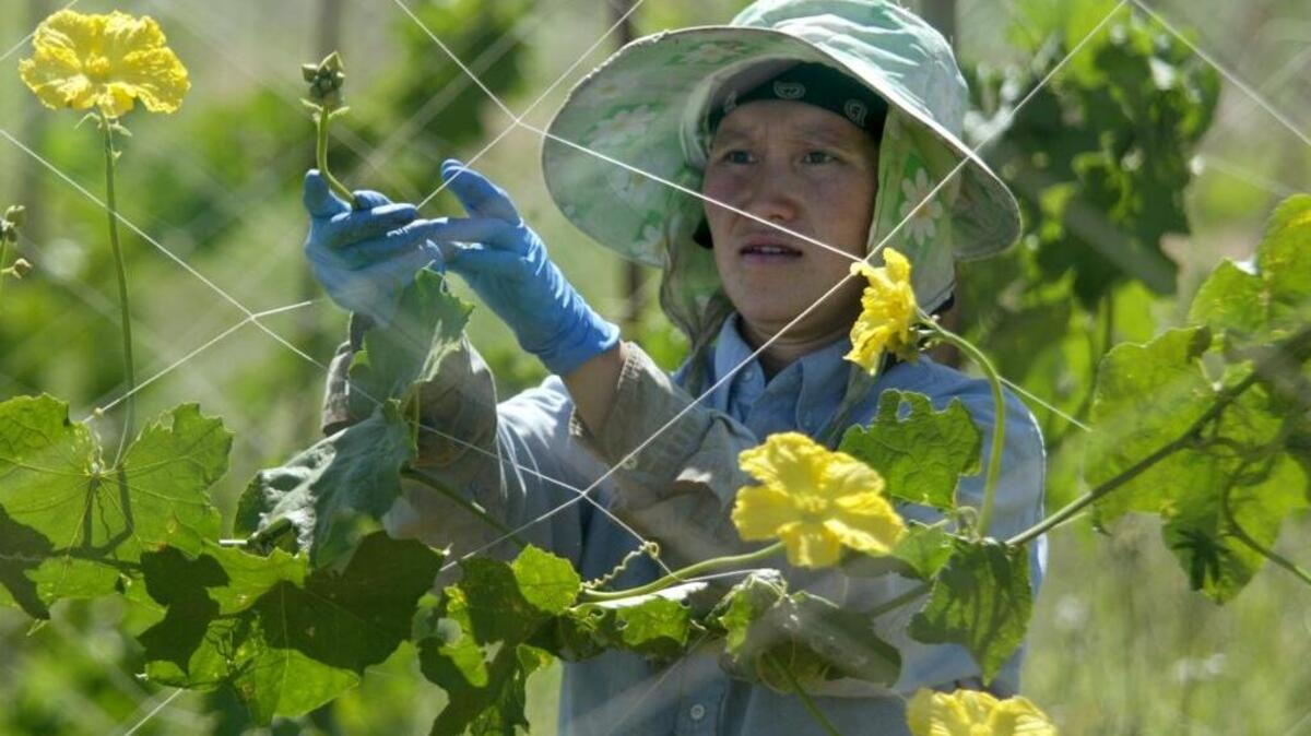 Farmer Jee Xiong Yang helps out some of her vine-climbing vegetables in attaching to the strings they climb. Beth Spitler says the federal farm bill needs more money earmarked to help farmers of color like Yang.