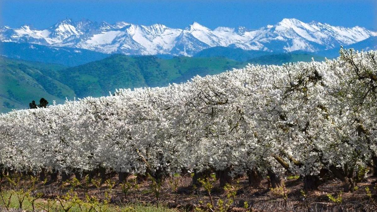 Fresno County’s spectacular Blossom Trail provides unforgettable vacation photos for visitors like this orchard of plum trees heavy with blossoms under the snow-capped Sierra Nevada north of Reedley on Alta Avenue. This is just one of the attractions drawing more than a billion dollars of tourism business to the county.