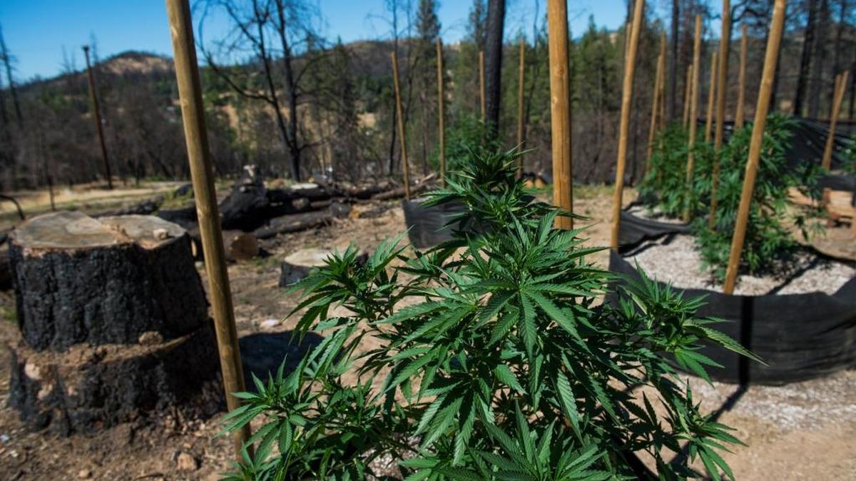 Despite the growth in the medical marijuana industry in many states, including California, the U.S. Drug Enforcement Administration reaffirmed last week that pot belongs on the nation’s list of dangerous Schedule 1 drugs.