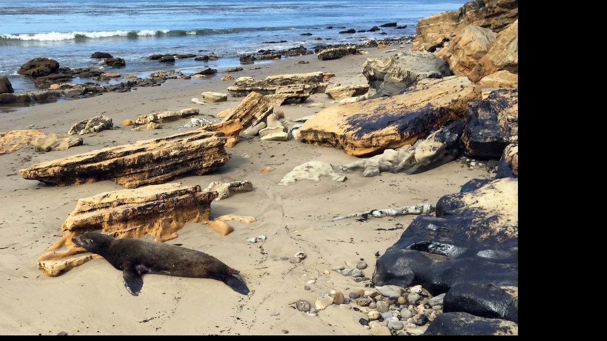 
A sea lion covered in oil struggles on the beach Thursday just west of El Refugio State Beach, about 100 feet from where the oil spill flowed into the ocean in Santa Barbara County. (Bethany Mollenkof/Los Angeles Times/TNS)
