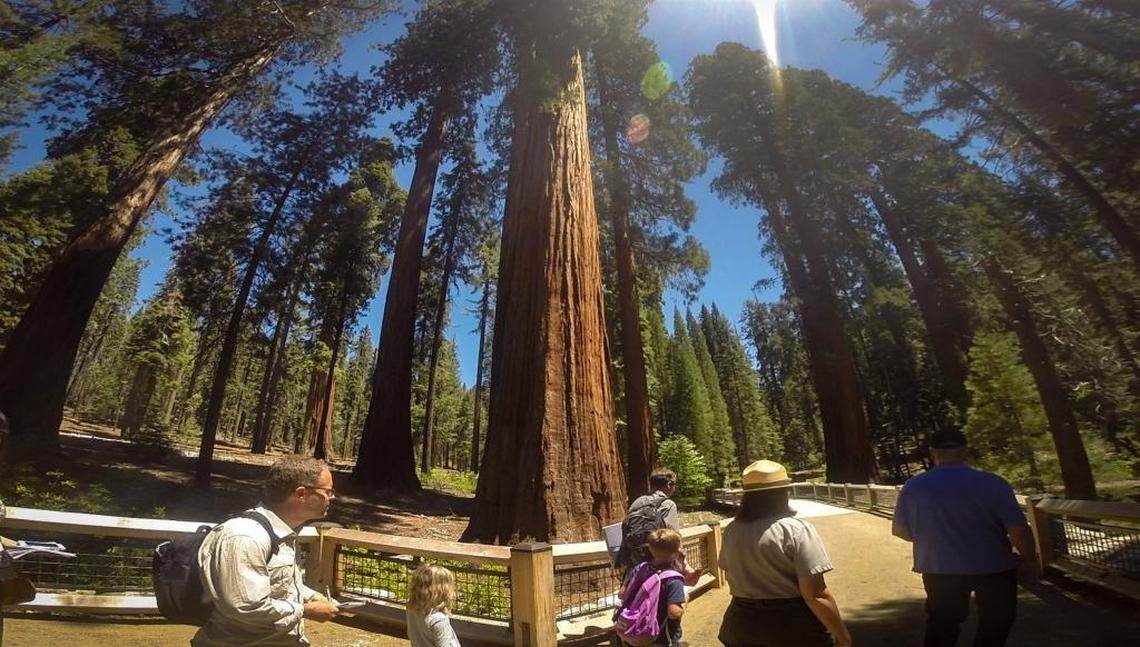 Members of the media preview the changes done around the giant sequoias at Mariposa Grove in Yosemite National Park.