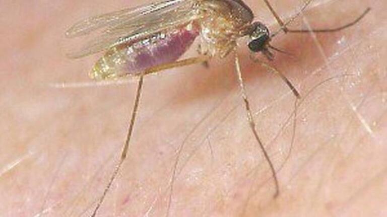 First West Nile virus death in CA was reported in Kings County. What’s the best defense?