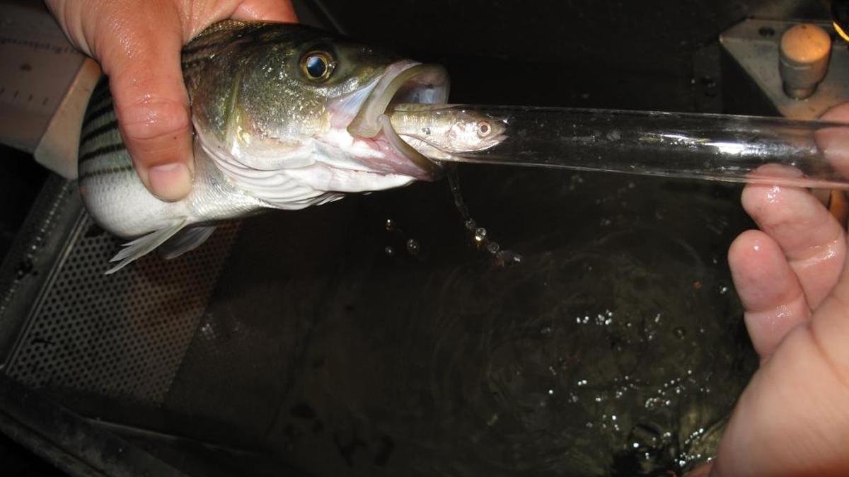 A juvenile salmon is removed from the stomach of a striped bass during a study on whether predation by the non-native bass is interfering with efforts to protect the native salmon. The photo was taken on the Tuolumne River near Waterford on May 2, 2012. The Modesto and Turlock irrigation districts, which use the river, argue that controlling predators would be preferable to requiring them to release more water into the river for salmon.