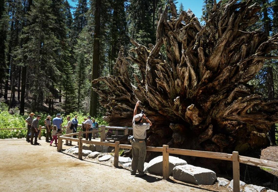 A photographer takes photos of the root system of the Fallen Monarch giant sequoia tree in the Mariposa Grove.