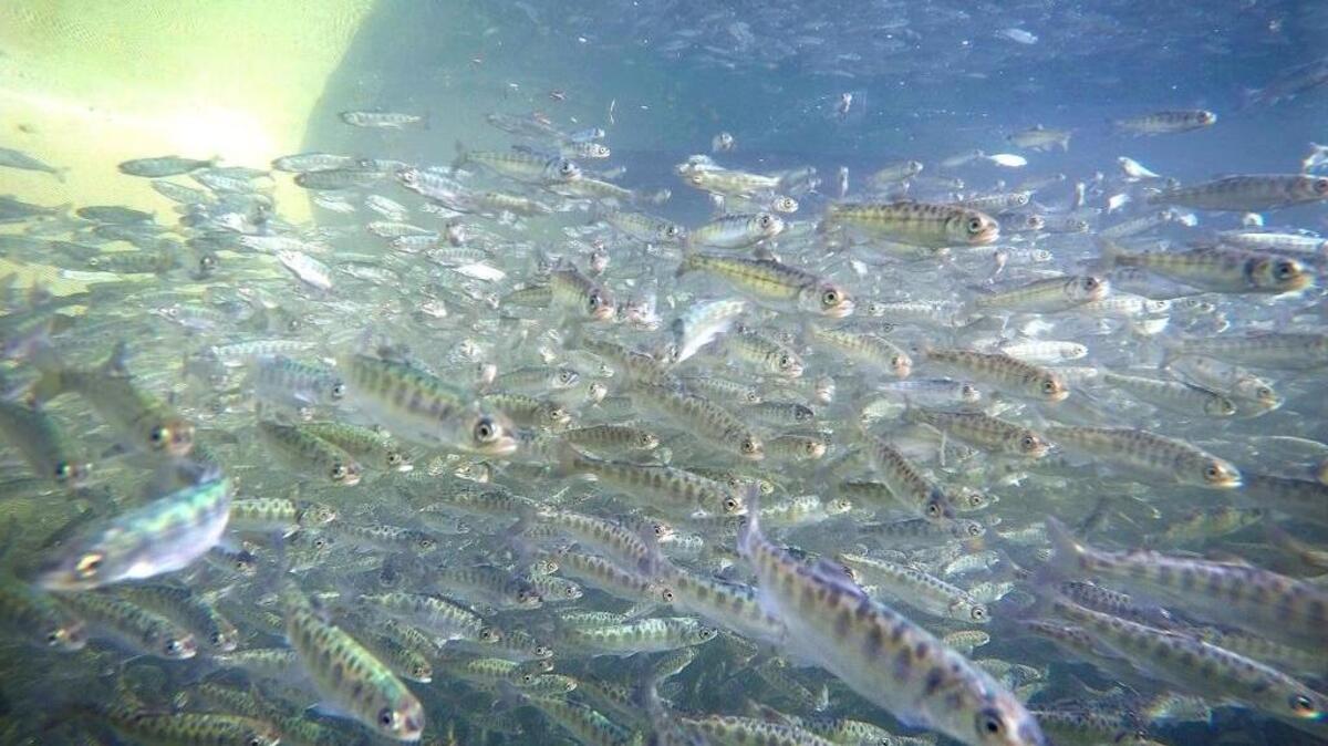 Some of the 54,000 juvenile spring-run Chinook salmon get acclimated to their temporary home in pens in the San Joaquin River below Friant Dam last February. Because the river has barriers, such as dams and dry stretches, the pens were moved downstream to the confluence of the Merced River for release and migration to the ocean.