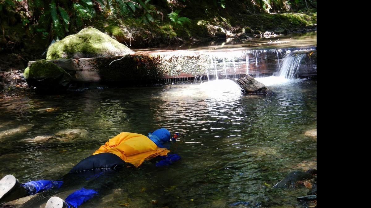 
A diver counts young salmon and steelhead in a tributary to the South Fork Eel River in Humboldt County in 2013. Some drought-stricken rivers and streams in Northern California’s coastal forests are being polluted and sucked dry by water-guzzling medical marijuana farms, wildlife officials say. 
