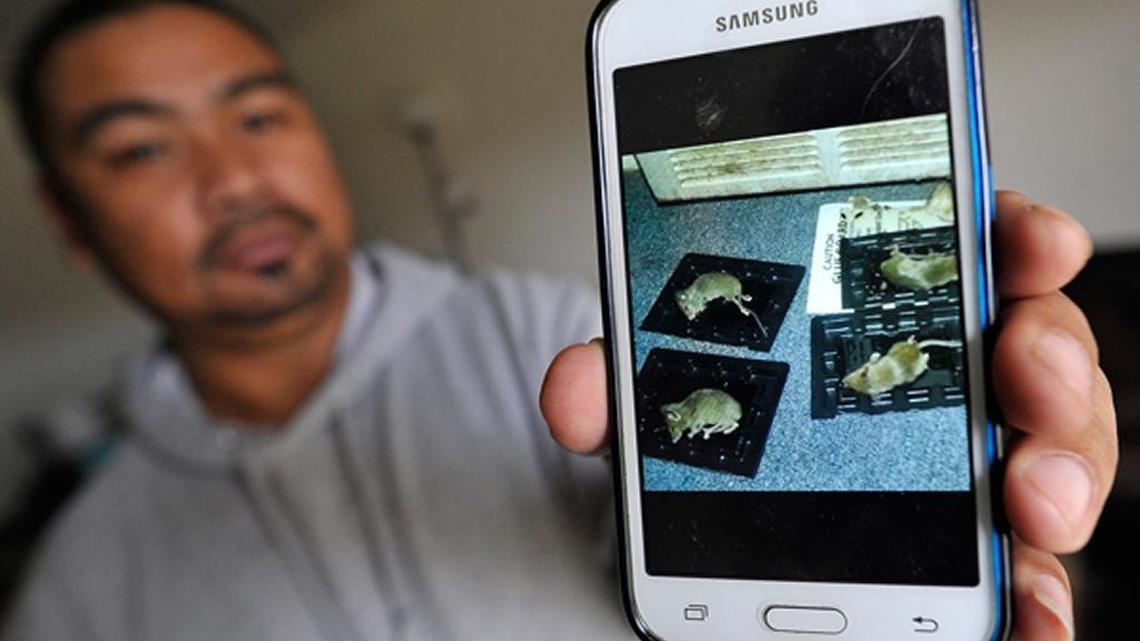 In this Jan. 13, 2016, photo Gon Nanthadeth shows a photo of mice that he catches daily in his Summerset Village Apartments unit he shares with wife and baby.