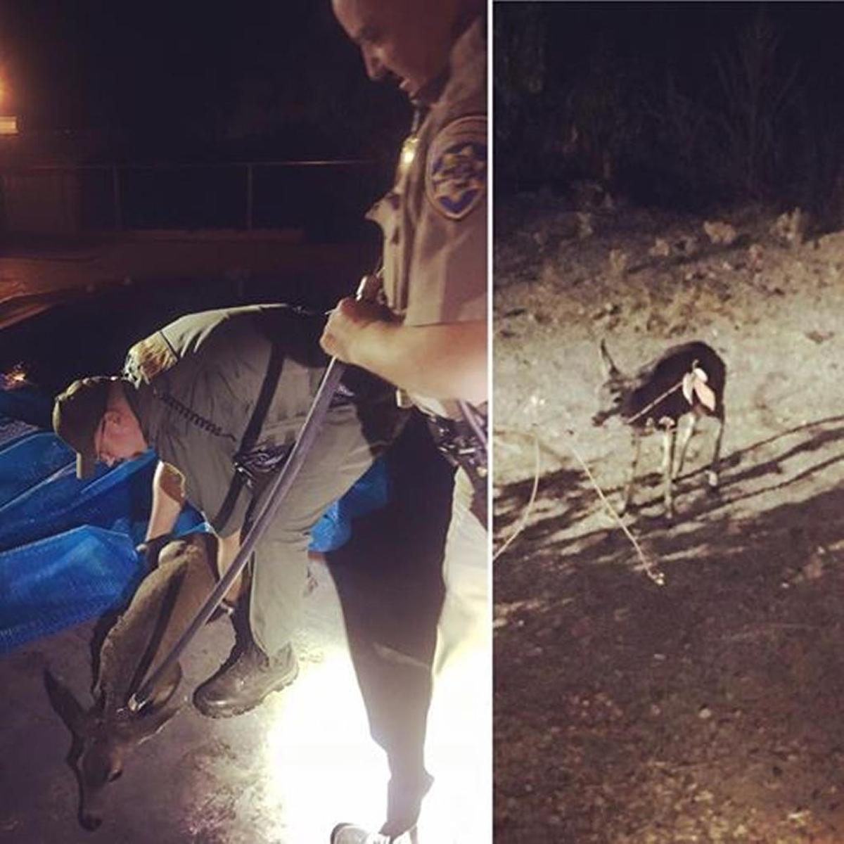 A Madera County sheriff’s deputy rescues a baby deer after it fell into an Oakhurst pool.